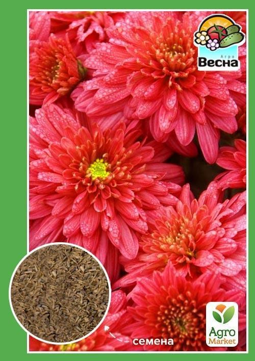Астра "Карликовая красная" ТМ "Весна" 0.2г