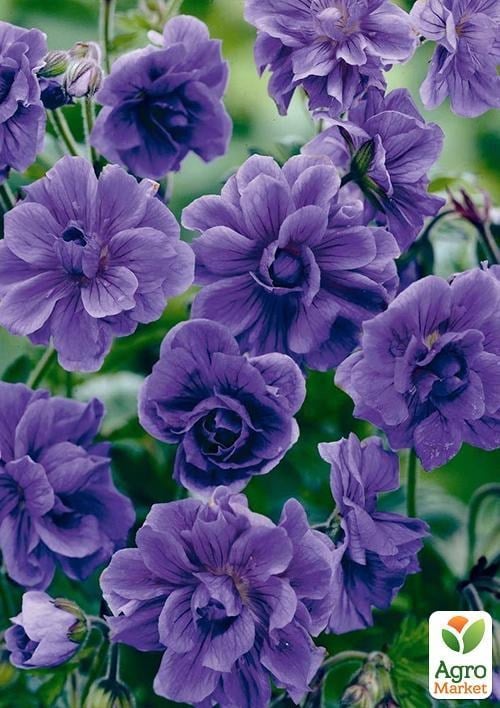 Герань (Geranium) багаторічна himalayense "Plenum"