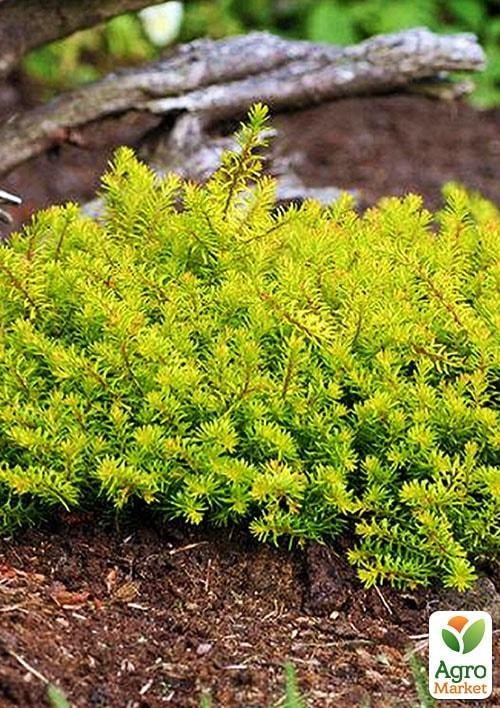 Эрика травянистая  "Golden Starlet" горшок P11