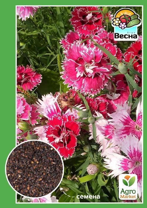 Гвоздика китайская "Махровая смесь" ТМ "Весна" 0.3г