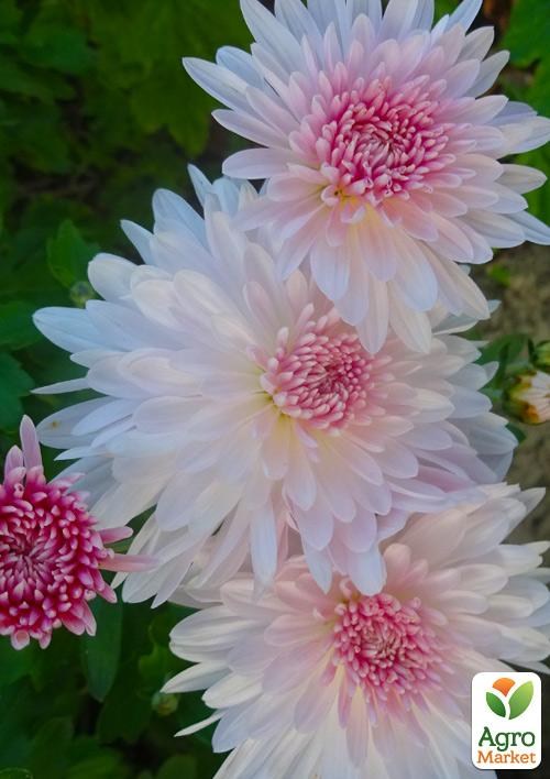 Хризантема корейська "Apple Blossom"