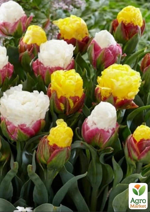 Тюльпан "Ice Cream Banana" - фото 4