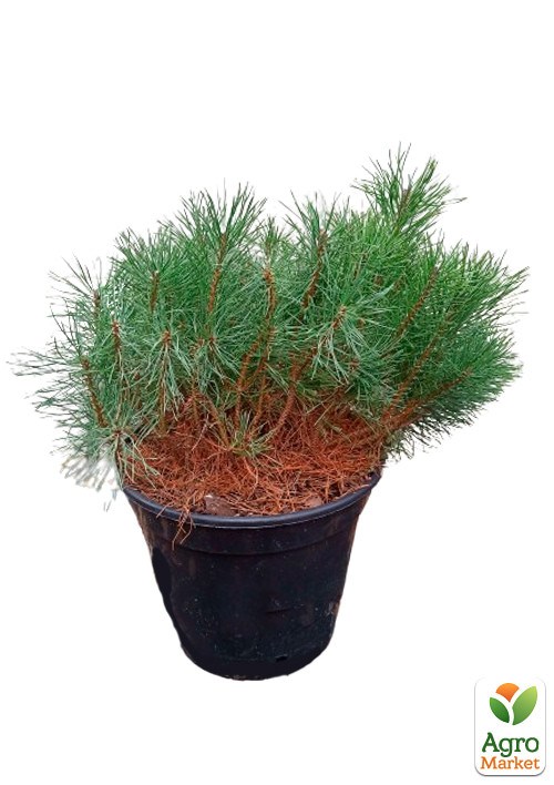 Сосна Карликовая "Pumilio" С10, высота 35-40см - фото 3