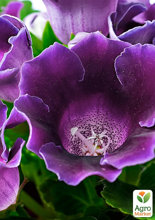 Глоксиния "Sonata Lila" высота 20см - фото 7