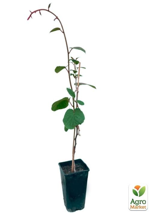 Киви "Соло" (самоопыляемый) укорененный в контейнере (саженец 2 года) - фото 3