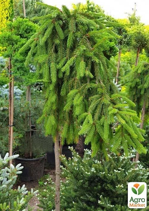 Ель плакучая на штамбе «Inversa» С3, высота 50-70см - фото 2