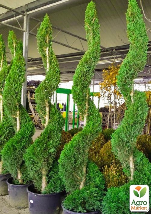 Купрессоципарис Лейланда "Gold Rider" Спираль (высота 160-190см) - фото 3