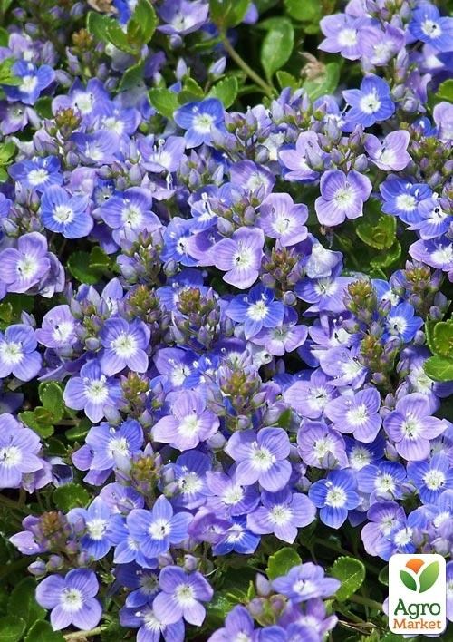 Вероніка Простерта "Nestor" (квітучий килим)