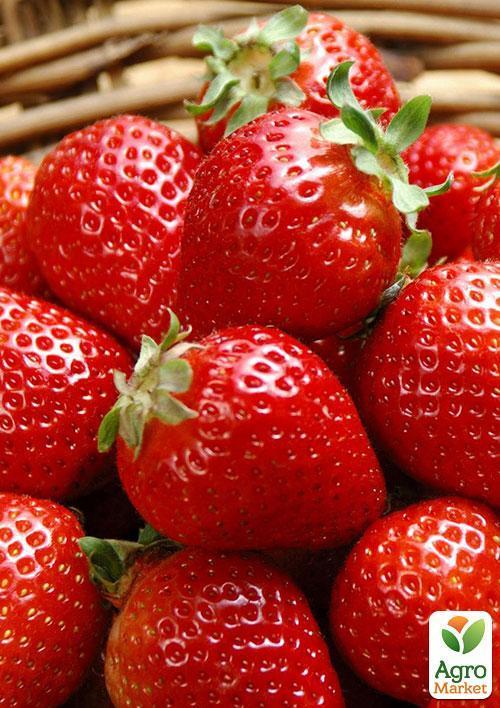 Клубника "Искья" (Ischia) (ремонтантный сорт)  - фото 9