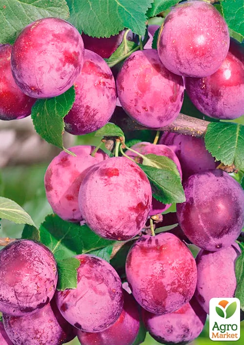 Слива "Ода" (ранний срок созревания)