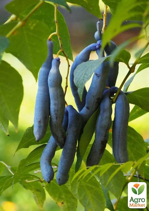 Декенея Фаргеза "Decaisnea fargesii" (Їстівне, Екзотичне)