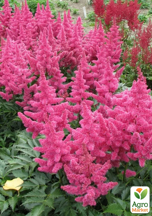 Астильба "Koeln" 