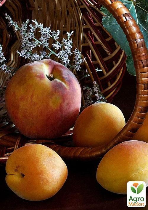 Персик "T-4" (літній срот, ранній термін дозрівання)