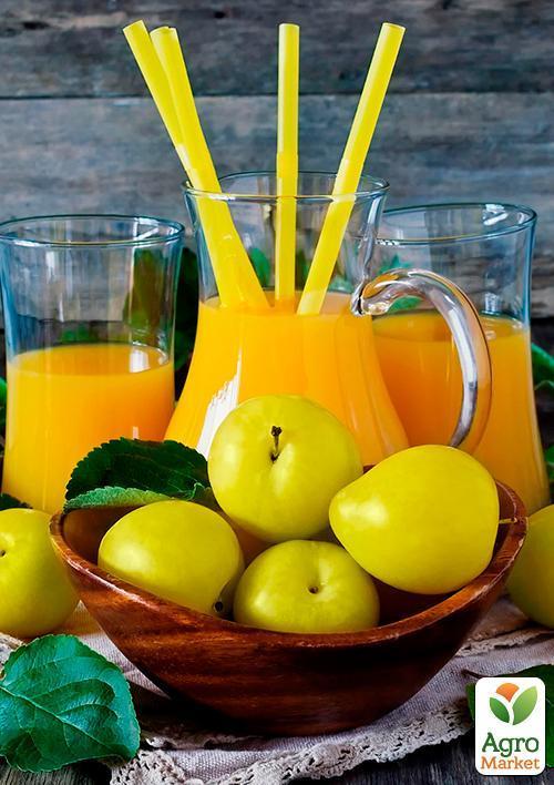 Слива "Белая медовая" (летний сорт, ранний срок созревания) - фото 6