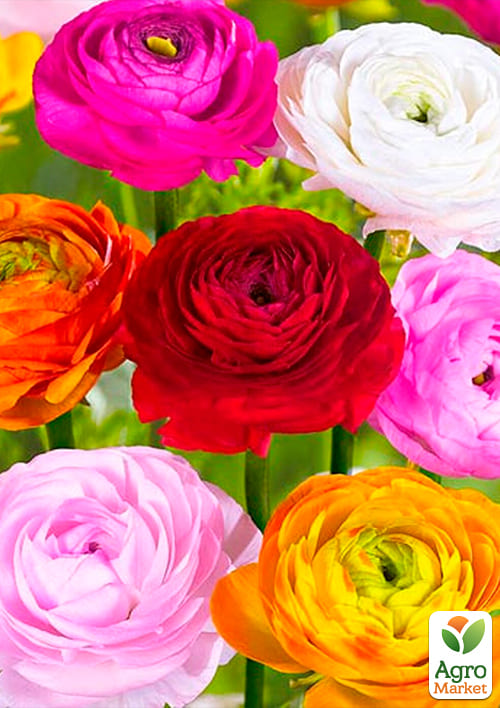 Лютики (Ранункулюс) "Mix" (размер 5/6 , крупный) 5шт в упаковке - фото 2