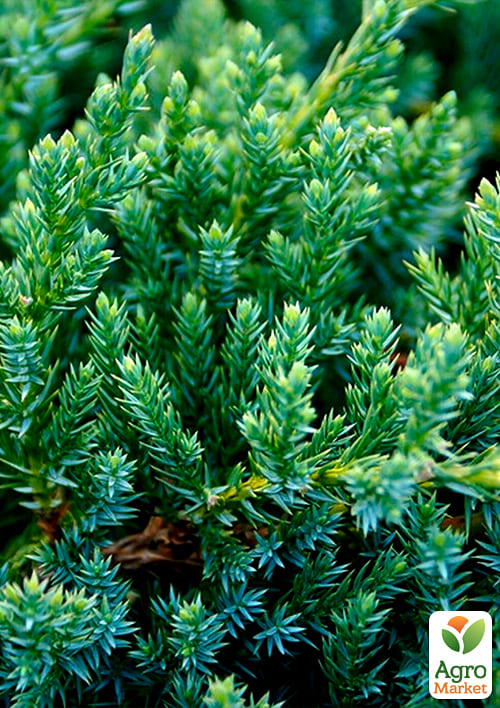 Можжевельник чешуйчатый "Blue Carpet" горшок Р9 - фото 7
