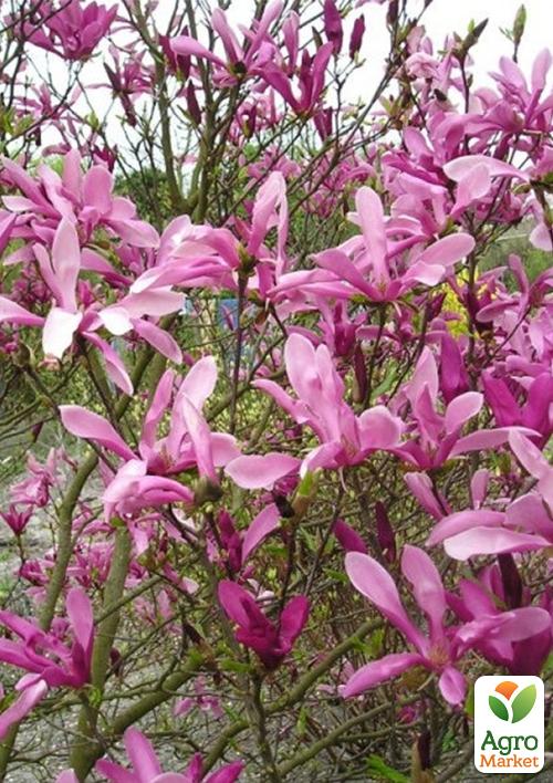 Магнолія гібридна "Susan" - фото 6