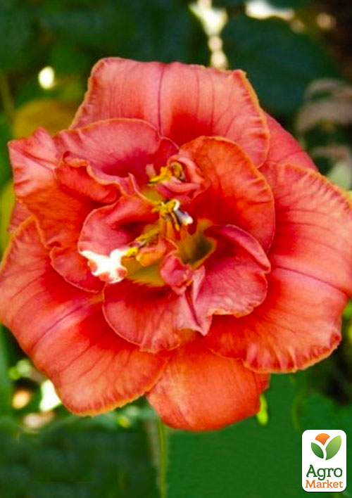 Лилейник "Rose Corsage" 1шт в упаковке NEW