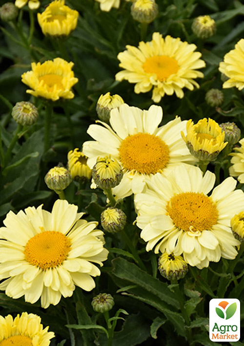 Ромашка великоквіткова Нів'яник "Sweet Daisy Izabel" (компактна, зрізальна)