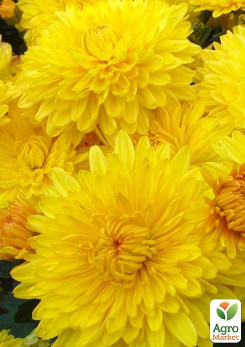 Хризантема корейская "Опал" (укорененный черенок высота 5-10 см) 