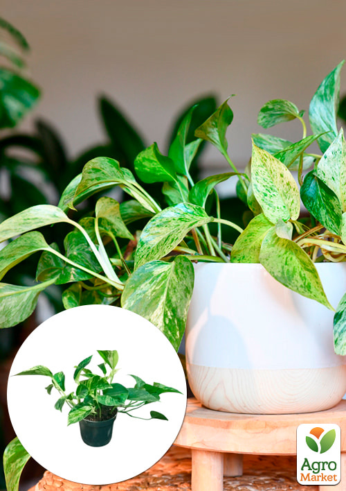 Эпипремнум "Marble Queen" 20-30см