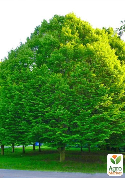 Граб европейский "Betulaceae" (пригоден для бонсай, теневынослив) высота 70-110см