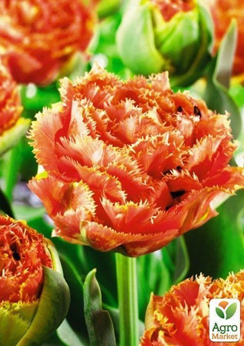 Тюльпан "Sensual Touch" (розмір 10/11, великий) 2шт в упаковці - фото 3