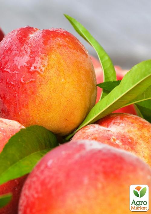 Нектарин "Янтарный" (лысый персик) - фото 4