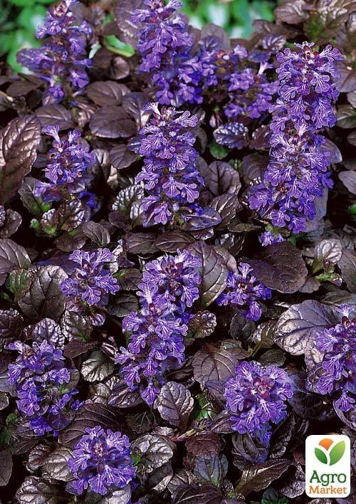 Живучка ползучая "Black Scallop" (эффектный, многолетний  пурпурный ковер) - фото 2