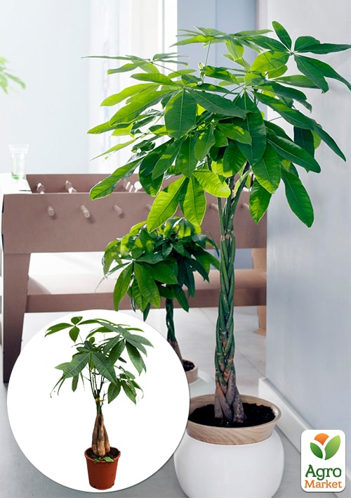 LMTD Пахіра "Aquatica" переплетена (40-50см)