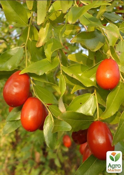 Зизифус опылитель (возраст 2 года) - фото 2