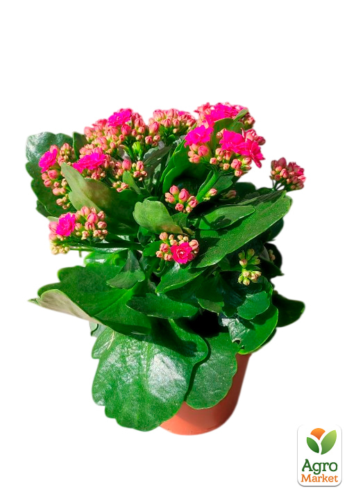 Каланхоэ Блоссфельда "Paars" (Kalanchoe Blossfeldiana) (Нидерланды) - фото 2