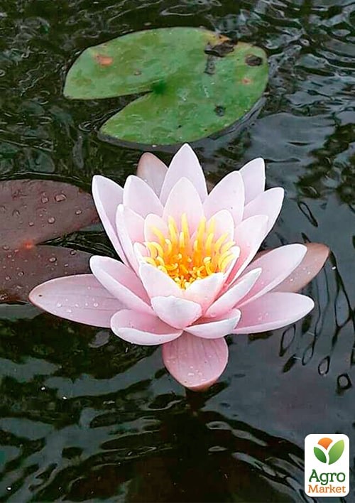 Нимфея "Корнея кораловая" - фото 3