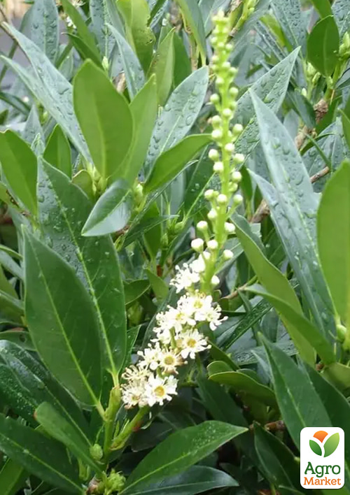 Лавровишня лекарственная "Отто Люкен" (Prunus laurocerasus "Otto Luyken") вазон Р9