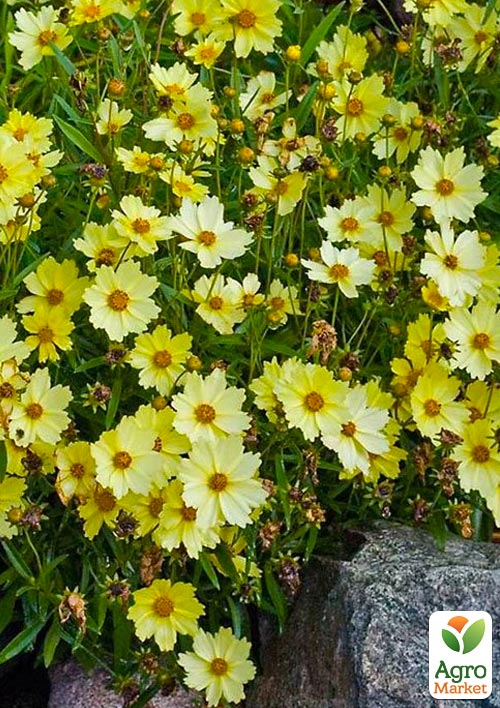 Кореопсис гібридний "Full Moon" (великоквітковий, багаторічний)