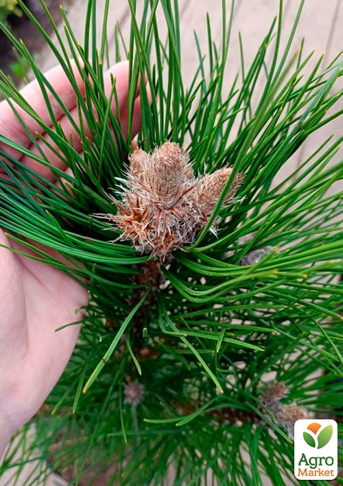 Сосна 3-х летняя черная "Piramidalis" С3, высота 25-30см - фото 4