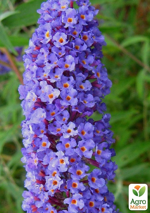 Буддлея Давида 3х летняя "Empire Blue" С2 - фото 3