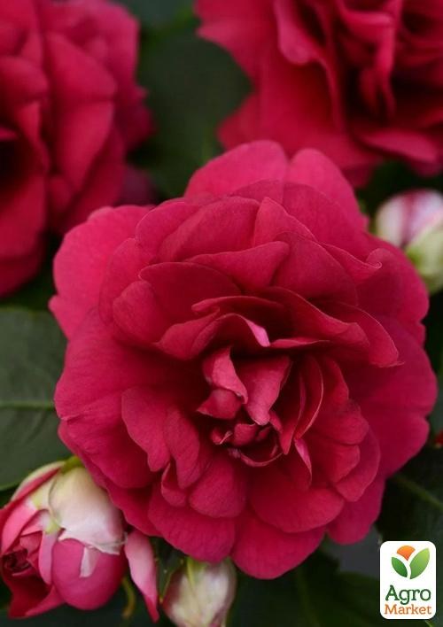 Бальзамин махровый "Burgundy"
