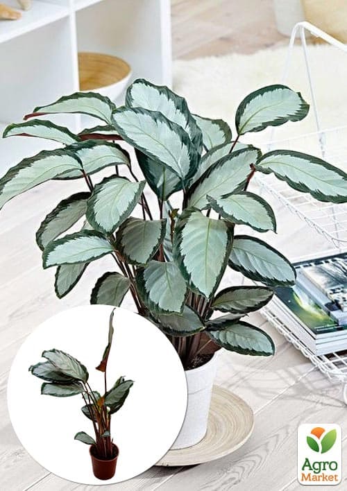 Калатея "Picturata"