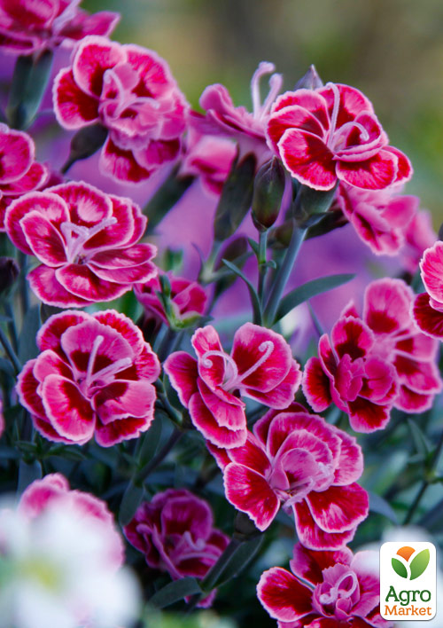 Гвоздика Махровая "Purple Wedding" 