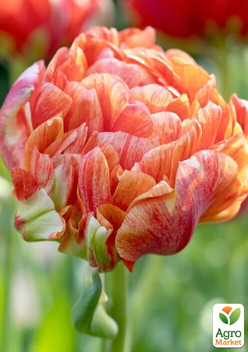 Тюльпан "Gudoshnik Double" 