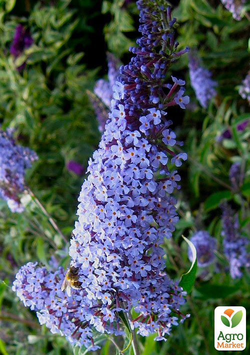 Буддлея Давида "Lochinch"