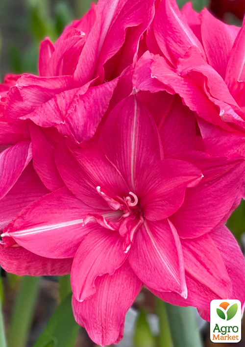 Гиппеаструм махровый "Candy Nymph" (Амариллис) 