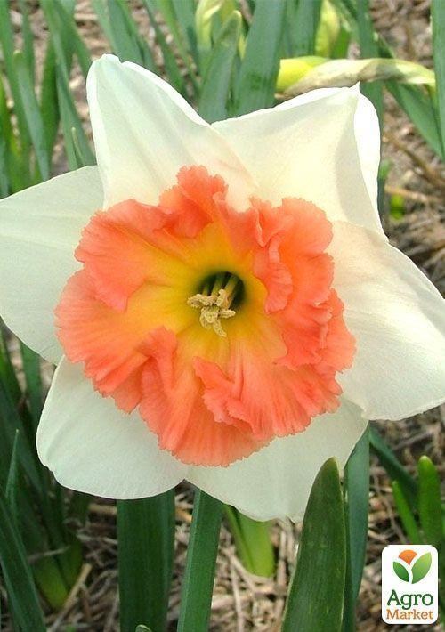 Нарцис "Pink Pride" 3шт в упаковці