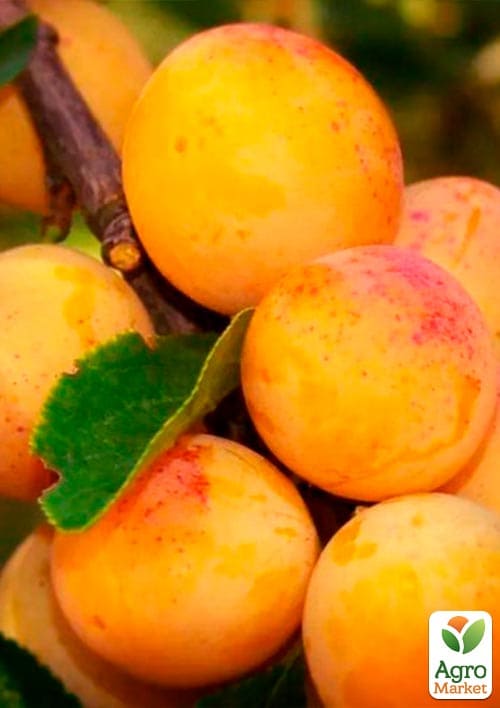 Слива колоновидная "Мирабель бона" - фото 2