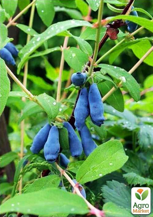 Жимолость "Алісія" (середньопізній термін дозрівання, ягоди з куща не обсипаються) - фото 5