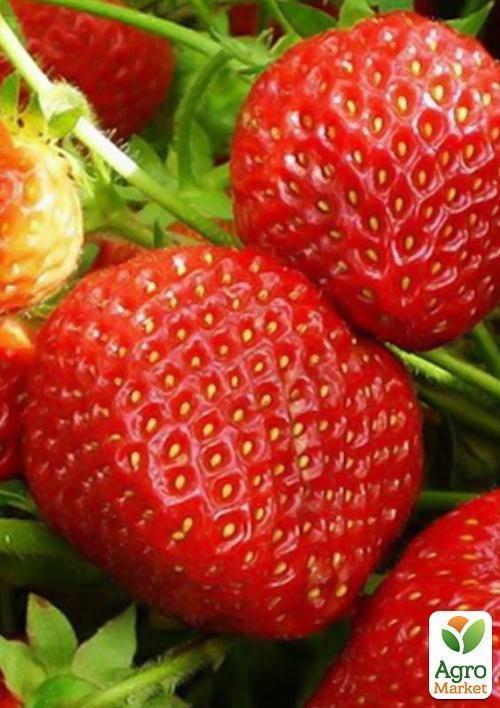 Полуниця "Флер" (Flair) (ультраранній термін дозрівання) - фото 7