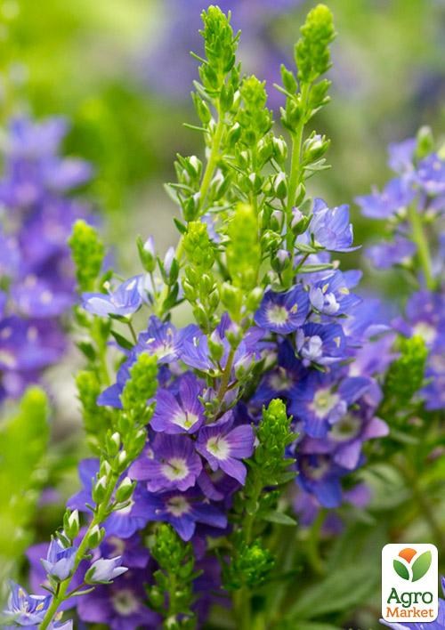 Вероніка Простерта "Nestor" (квітучий килим) - фото 2