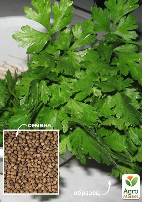 Кориандр "Восточный аромат" ТМ "Весна" 500г