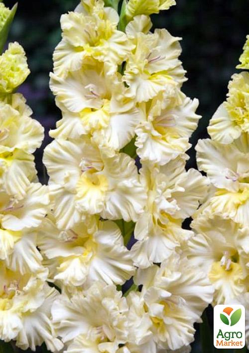 Гладіолус "Octopus" 3шт